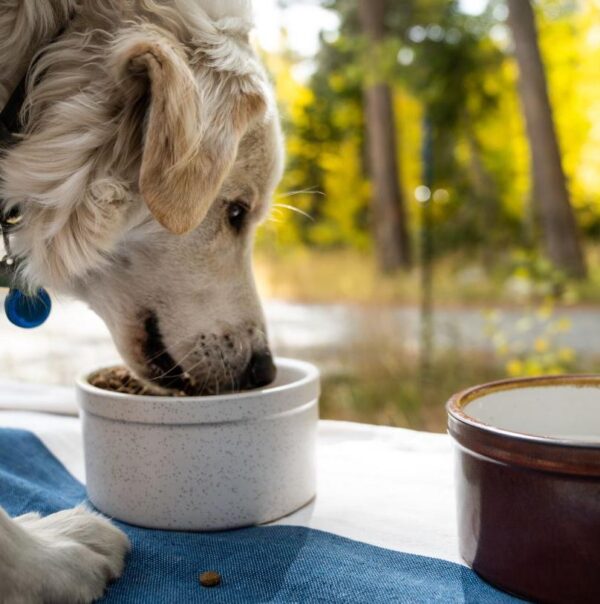Large Dog Bowl- Ceramic-Stoneware-Handmade-Made in USA-Dog Bowl -Heartland Speckle - Image 5